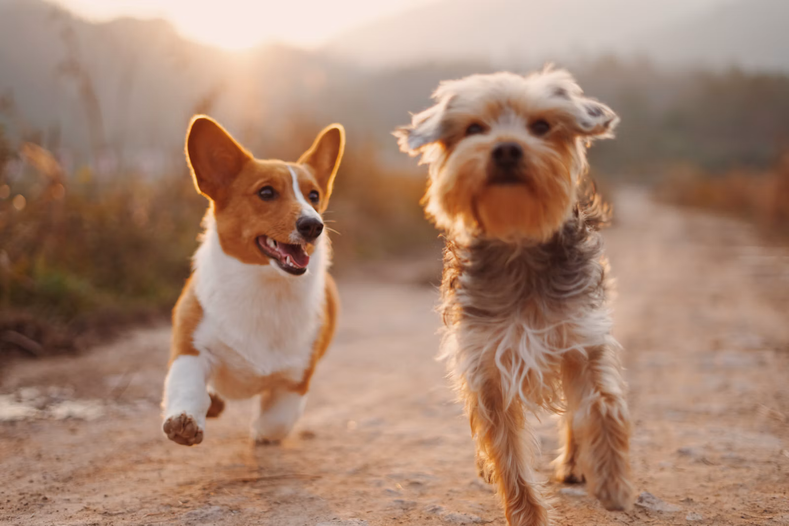 Animadog